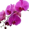 IlSaloneDiMilano Ingrédient Extrait d'orchidée